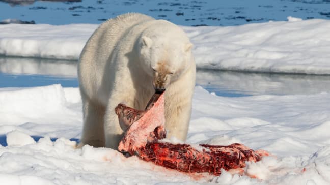 Lední medvěd po úspěšném lovu tuleně vousatého. I v přírodě predátoři momentálně patří z ekologických důvodů k nejohroženějším druhům zvířat vůbec. Asi karma. Foto: Wikimedia Commons.